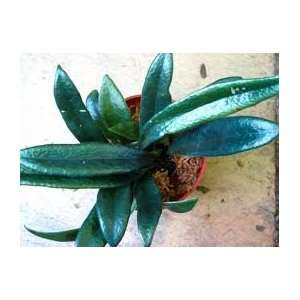  Microsorum Thailandicum (Blue Fern) Patio, Lawn & Garden