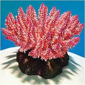   Acropora PINK 5.5in x 4 inch x 3.5in (Acropora polystoma) Coral