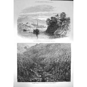  1872 Looshai Fort Tea Gardens Cachar Balmadie Cinchona 