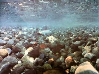Aquarium Fish Tank River Rock Background 12 Tall  