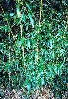 16 F Phyllostachys BISSETII DWARF Yellow Bamboo Plant  