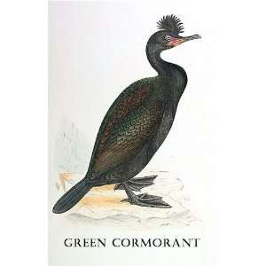  Birds Green Cormorant Sheet of 21 Personalised Glossy 