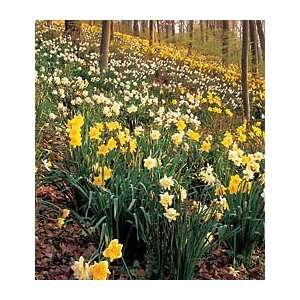  The Works Southern Style, Daffodils for Naturalizing 
