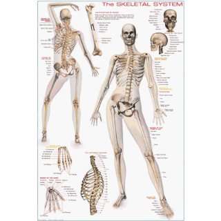  Safari 325021 The Skeletal System Poster   Pack Of 3
