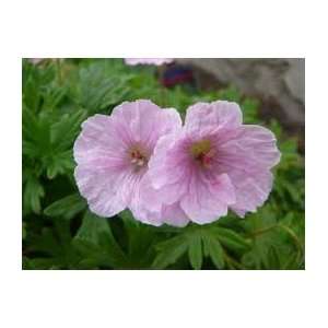  White pink Flax Seed Pack Patio, Lawn & Garden