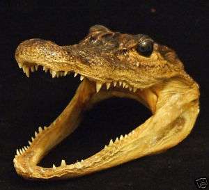 Alligator 6 7 GATOR Head Skull Bayou Swamp New Orleans  