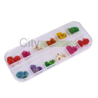 12 PCS Real Dry Dried Flower Case Nail Art Tips Design #5  