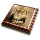 3dRose LLC Wild animals   Lion   Trivets