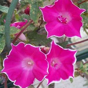 Japanese Red Picote Morning Glory 5 seeds  