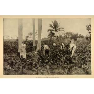  1899 Tobacco Field Workers Pinar del Rio Cuba Print 