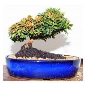 2CHIXGIFTS HINOKI CYPRESS BONSAI TREE  Grocery & Gourmet 