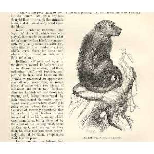  The Baboon 1862 WoodS Natural History Engraving