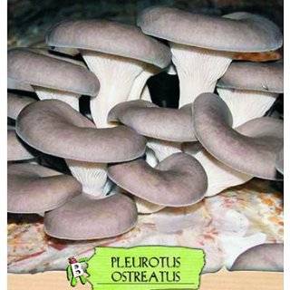   Mushroom Spore (Pleurotus Cornucopie) See Picture and Product