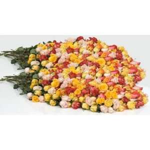 Send Fresh Cut Flowers   400 Long Stem Assorted Roses  