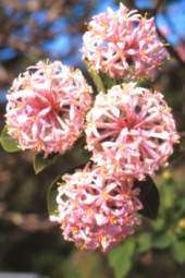 Dais cotinifolia SEED Pink pompom flowers small tree  