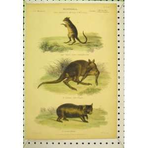   Mammalia Kangaroo Rat Great Wombat C1850 Colour Print