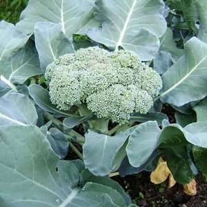  200 Seeds, Broccoli Calabrese (Brassica oleracea) Seeds 