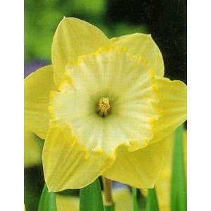   Patricks Day Daffodil 6 Bulbs   DEER RESISTANT Patio, Lawn & Garden