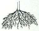 Mycorrhizal Fungi Endo Mycorrhizae with Humic 1 pound  