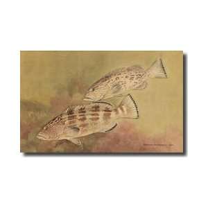  Fish In The Grouper Family Giclee Print