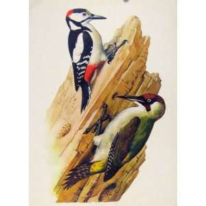  Great Spotted Green Wooldpecker Fine Art Bird Print Old 