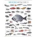  Plakat Meeresfische Die 80 wichtigsten Fische Weitere 