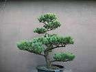   pinus pentaphyll a gartenbons ai japan formschnit t japanische