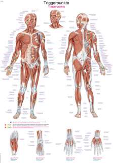 Lehrtafel Triggerpunkte 70x100cm, Kunstst., NEU AL160  