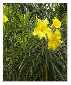 Washingtonia filifera   Washington Palme   Priesterpalme 