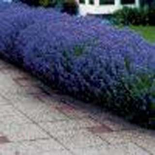 OnlinePlantCenter Munstead English Lavender Plant L832CL at The Home 