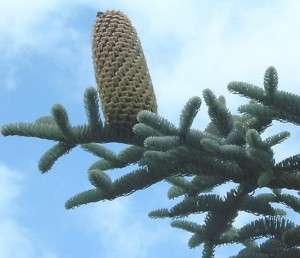 10 Samen Edeltanne (Abies nobilis / procera), Silbertanne, Zweige 