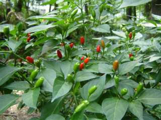 Pequin Hot Ornamental Pepper Seeds (3 Qtys)  