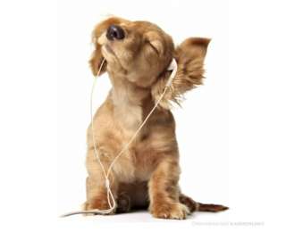 Mousepad Kleiner Hund Welpe hört Musik  