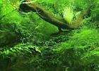 Javamoos für´s Aquarium Pflanze m. Haftwurzeln wie Efeu