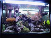 Acquario Askoll Fluval EDGE 23 lt