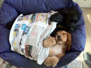 BELLISSIMO Cucciolo Cocker Spaniel a Milano    Annunci