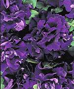 Annual CASCADE BLUE PETUNIA Seeds   Double Blooms  
