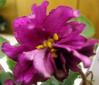 African violet PLUG starter plant PAY DAY  