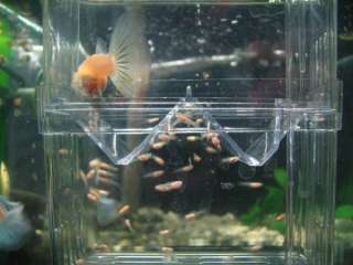 Breeding Trap Show Tank killifish guppy Angelfish fry  