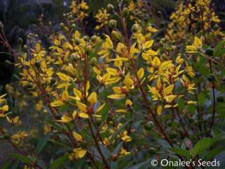 24+ Golden Thryallis, Gold Shower,Flowering Shrub Seeds  