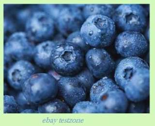 Highbush Blueberry   50 Seeds   High Yielding Blue Berries Perennial 