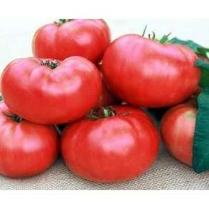   Mariannas Peace Tomato   20 Seeds   Beefsteak Patio, Lawn & Garden