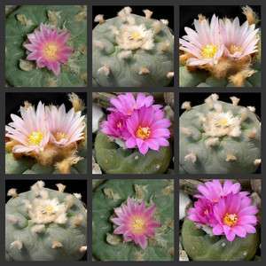 Lophophora Mix rare cactus seeds~Sacred cacti Seeds~not Astrophytum 