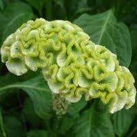 SPRING GREEN COCKSCOMB / CELOSIA FLOWER SEEDS / ANNUAL  
