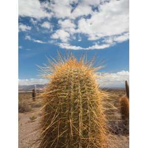 Cactus Plants in a Desert, Los Cardones National Park, Cachi, Salta 