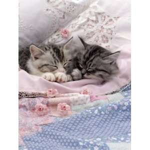  Domestic Cat, Two Chinchilla Cross Kittens Sleeping in Bed 