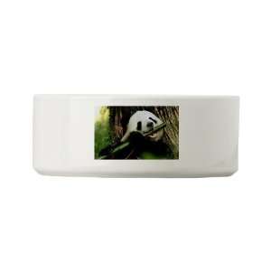  Dog Cat Food Water Bowl Panda Bear Eating 