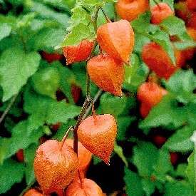 Chinese Lantern GREAT FOR DRIED FLOWER ARRANGEMENTS  