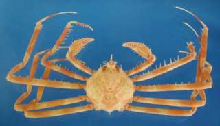 Spider Crab   Platymaia bartschi Crustacea Krabbe Crabe Taxidermy 