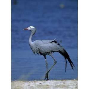  Blue Crane, Anthropoides Paradisea, Etosha National Park 